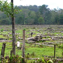 deforest