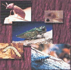 fumigation